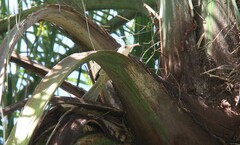 Campylorhynchus turdinus