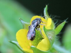 Hemihalictus