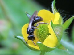 Hemihalictus