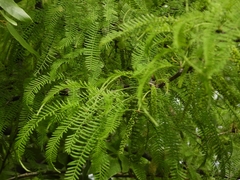 Prosopis alba