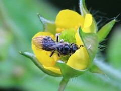 Hemihalictus