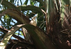 Campylorhynchus turdinus