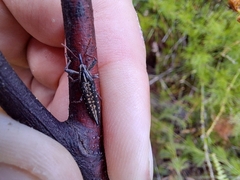 Rhinotia lineata
