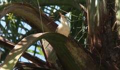 Campylorhynchus turdinus