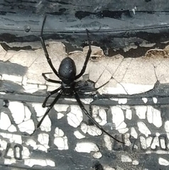 Latrodectus