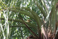 Campylorhynchus turdinus