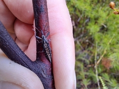 Rhinotia lineata