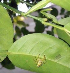 Salticidae