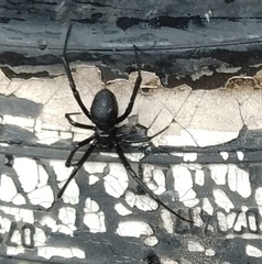 Latrodectus