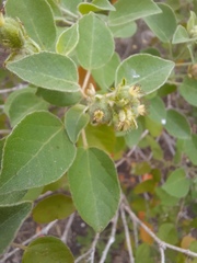 Croton ciliatoglandulifer