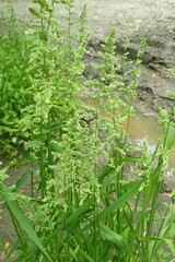 Beckmannia syzigachne