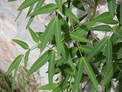 Senna corymbosa
