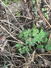 Corydalis incisa