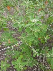 Croton ciliatoglandulifer