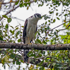 Micrastur semitorquatus