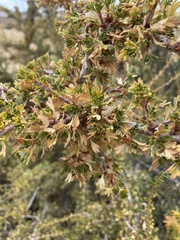 Purshia tridentata