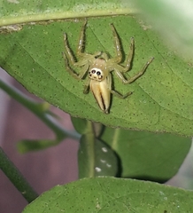Salticidae
