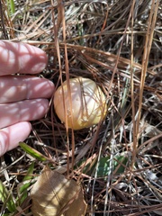 Amanita persicina