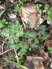 Corydalis incisa