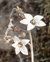 Jepsonia parryi