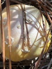 Amanita persicina