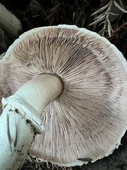 Agaricus deardorffensis