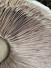 Agaricus deardorffensis
