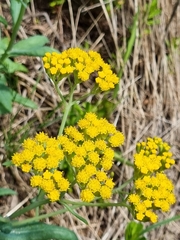 Senecio odoratus