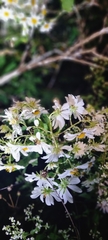 Montanoa grandiflora