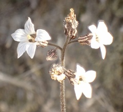 Jepsonia parryi
