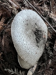 Agaricus deardorffensis