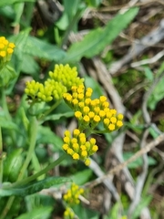 Senecio odoratus