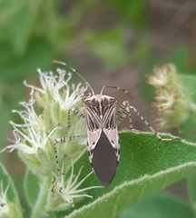 Hypselonotus punctiventris