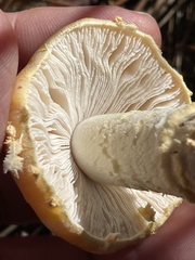 Amanita persicina
