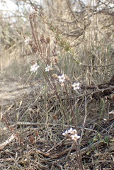 Jepsonia parryi