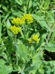 Senecio odoratus