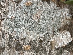 Lecanora carpinea