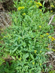 Senecio odoratus
