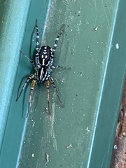 Nyssus coloripes