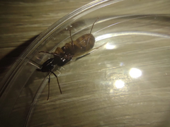 Camponotus atriceps