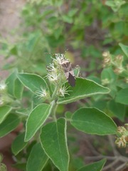 Hypselonotus punctiventris