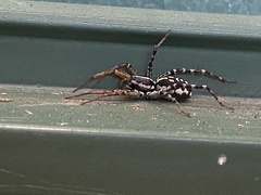 Nyssus coloripes