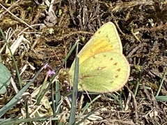 Colias lesbia