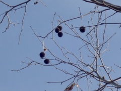 Platanus × hispanica