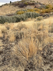 Leymus cinereus