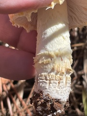 Amanita persicina