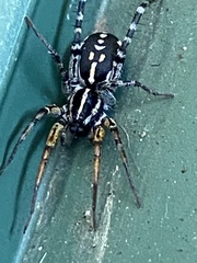 Nyssus coloripes