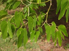 Bauhinia forficata