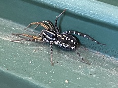 Nyssus coloripes