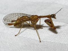 Leptomantispa pulchella